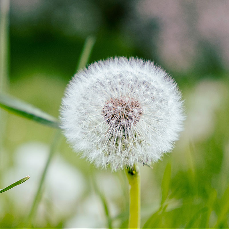 dandelion-victor-serban-ucYKdABrMqQ-unsplash Photo by <a href="https://unsplash.com/@iamchang?utm_content=creditCopyText&utm_medium=referral&utm_source=unsplash">Chang Duong</a> on <a href="https://unsplash.com/photos/silhouette-photo-of-six-persons-on-top-of-mountain-Sj0iMtq_Z4w?utm_content=creditCopyText&utm_medium=referral&utm_source=unsplash">Unsplash</a><br />
